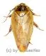 Cockroach spec. #3 ( 25 – 29 )