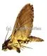 Coelonia fulvinotata A2