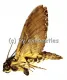 Coelonia fulvinotata