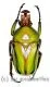 Coelorrhina ( Cyprolais ) hornimani reducta ( 25 – 34 ) A1-