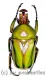 Coelorrhina ( Cyprolais ) hornimani reducta ( 25 – 34 )