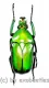 Coelorrhina quadrimaculata ( 30 – 34 ) A1-