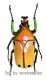 Coelorrhina ( Cyprolais ) viridipyga viridipyga ( 25 – 34 )