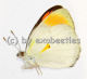 Colotis euippe