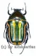 Coptomia mauritania fasciata