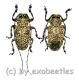 Coptops leucostictica ( M 20 - 24 )