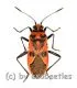 Corizus hyoscyami ( 10 – 14 )