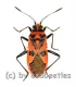 Corizus hyoscyami ( 10 – 14 )