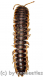 Coromus diaphorus ( 50 – 54 )