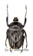 Cosmiomorpha decliva ssp.baryi ( 20 - 29 ) A1-