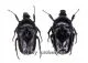 Cosmiomorpha ( Microcosmiomorpha ) setulosa ( 15 - 19 ) A2