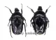 Cosmiomorpha ( Microcosmiomorpha ) setulosa ( 15 - 19 ) A2