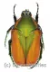 Cotinis mutabilis f.schaumi
