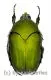 Cotinis mutabilis f.typica