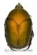 Cotinis sphyracera ( 30 – 34 )