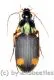 Craspedophorus laticollis ( 10 – 19 )