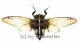 Cryptotympana acuta ( Spread ) A1-