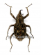 Curculionidae spec. #3