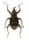 Curculionidae spec. #3 A2