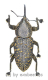Curculionidae spec. #40 ( 15 - 24 )