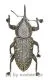 Curculionidae spec. #40 ( 15 - 24 )