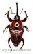 Curculionidae spec. #49 ( 15 – 19 )