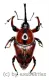 Curculionidae spec. #49 ( 15 – 19 )