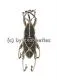5 x Curculionidae spec. #6