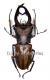 Cyclommatus alagari ( 55 - 59 )