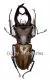 Cyclommatus alagari ( 55 - 59 )