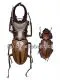 Cyclommatus alagari ( M 50 - 54 )