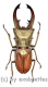 Cyclommatus canaliculatus consanguineus ( 25 – 29 )