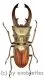 Cyclommatus canaliculatus consanguineus ( 25 – 29 )