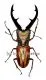Cyclommatus tarandus tarandus ( 50 – 54 )
