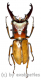 Cyclommatus vitalisi ( 30 – 34 )