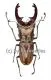 Cyclommatus zuberi ( 35 - 39 )