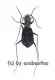 Cylindera delavayi ( 5 - 9 )