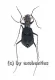 Cylindera delavayi ( 5 - 9 )