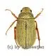 Cyphochilus spec. #2 ( 20 - 24 )