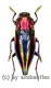 Cyphogastra javanica ( 20 – 24 )