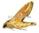 Daphnis nerii A1/A-