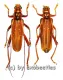 Dejanira quadripunctata ( M 35 - 39 )