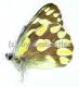Delias battana ariae