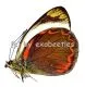Delias buruana A1/A-