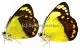 Delias isse isse A1/A-