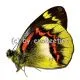 Delias joiceyi joiceyi A1/A-