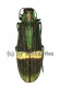 Demochroa gratiosa gratiosa ( 30 – 34 )