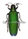 Demochroa detanii ( 30 - 39 )