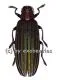 Demochroa lacordairei ( 30 – 44 )