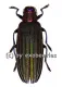 Demochroa lacordairei ( 30 – 44 )